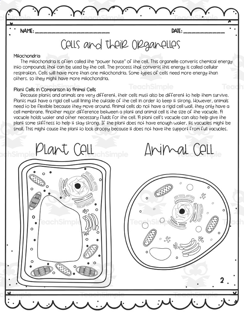 Cells Reading Comprehension Worksheet