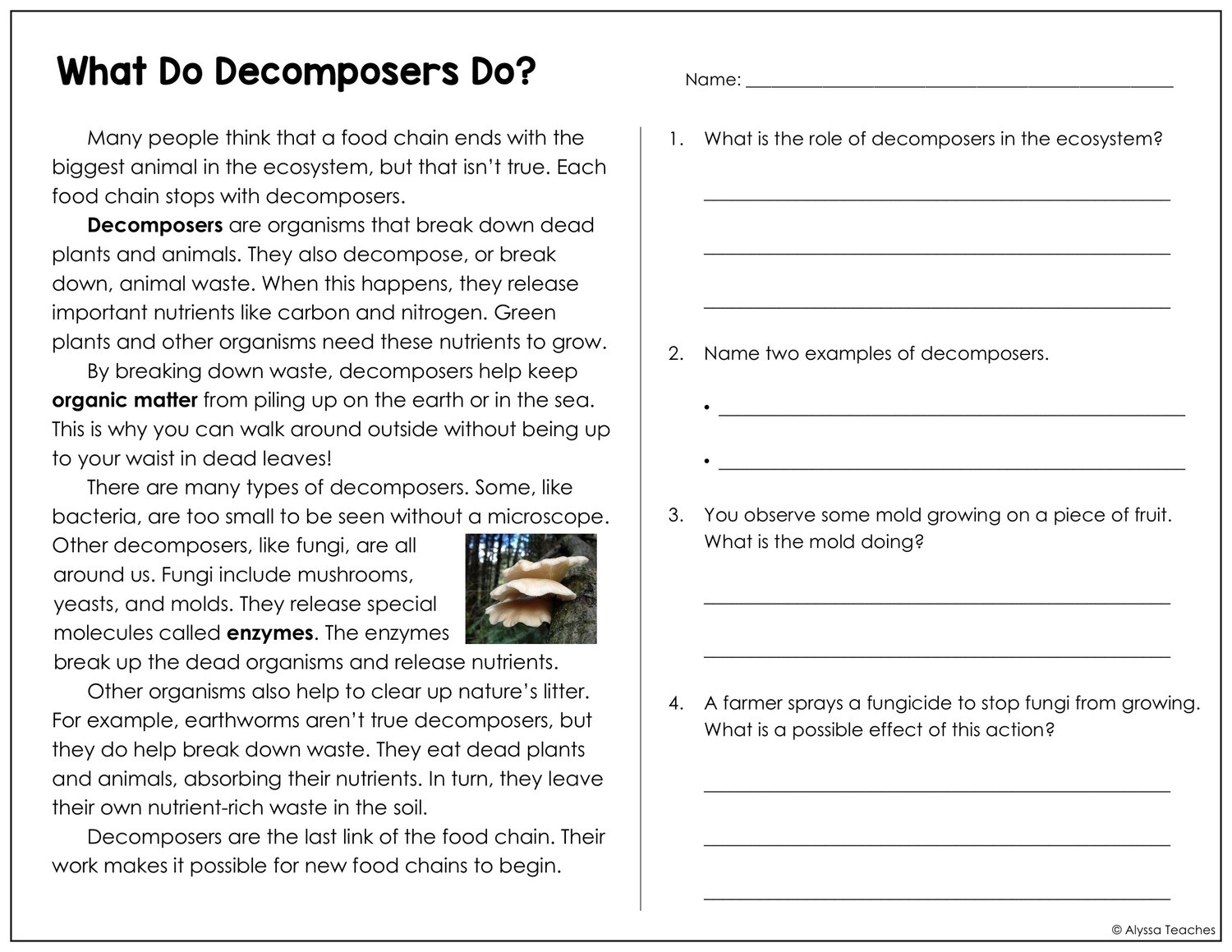 Ecosystem Reading Comprehension Worksheets
