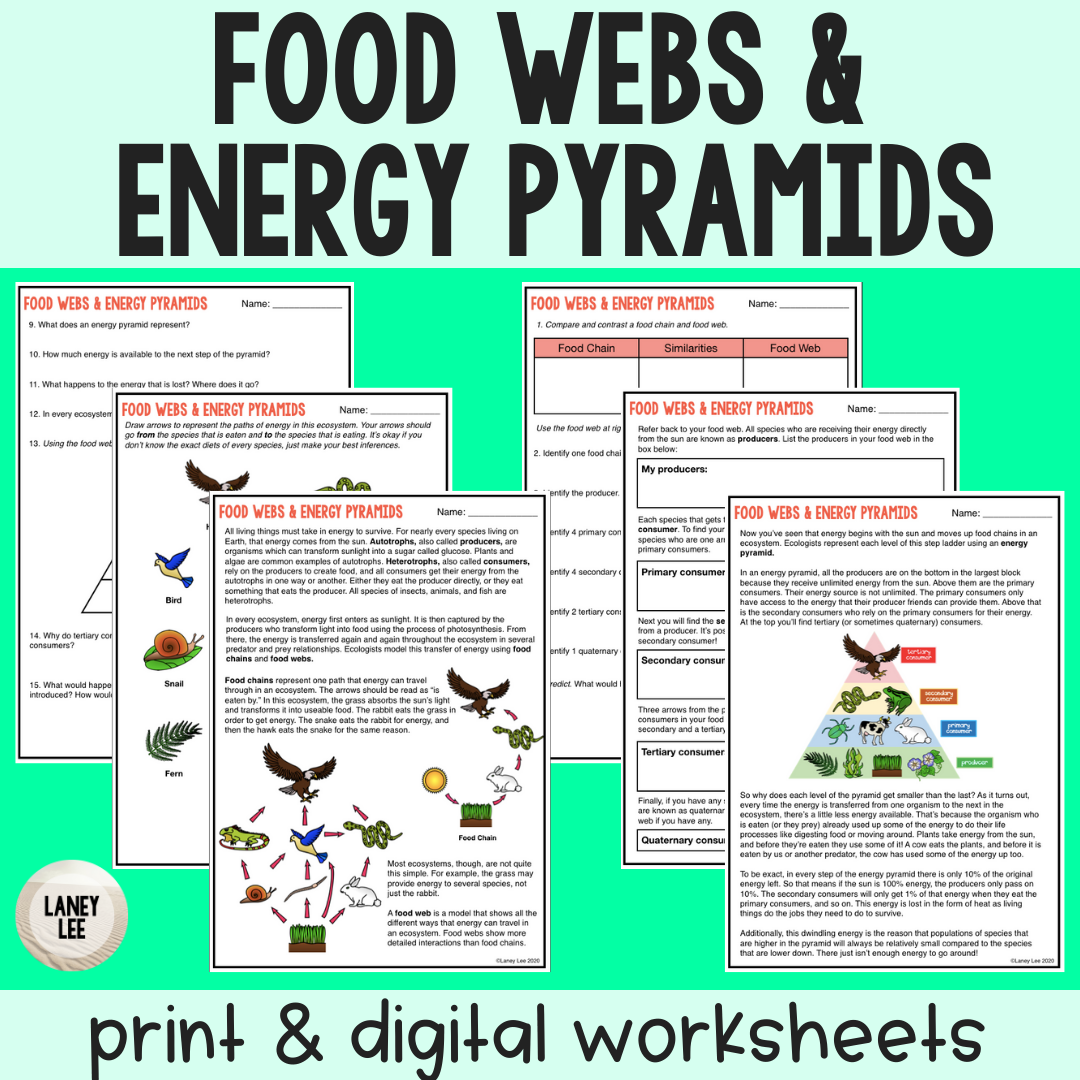 Food Chain Food Webs Energy Pyramids Reading Worksheet