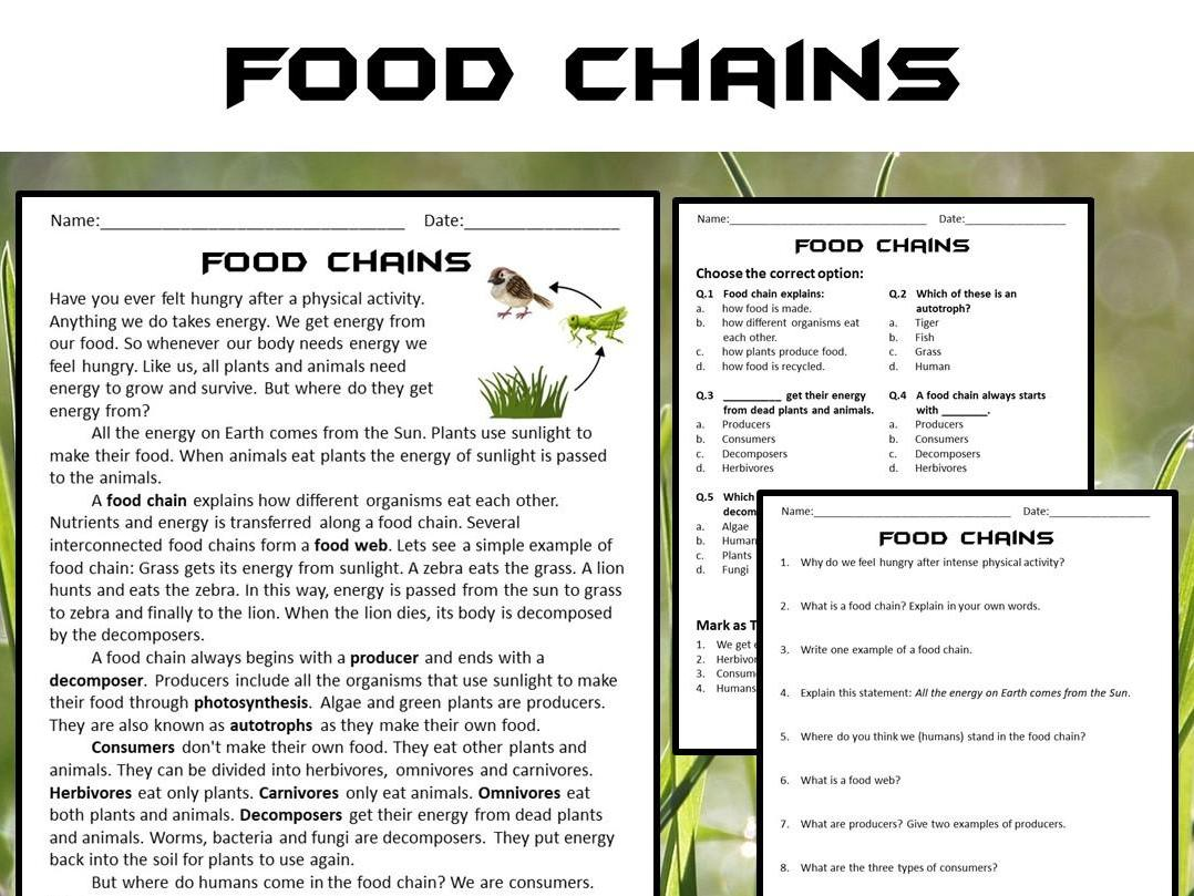 Food Chains Reading Comprehension Passage And Questions PDF Teaching Resources