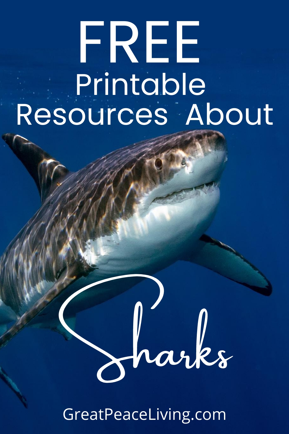 Free Printables To Learn About Sharks Great Peace Living