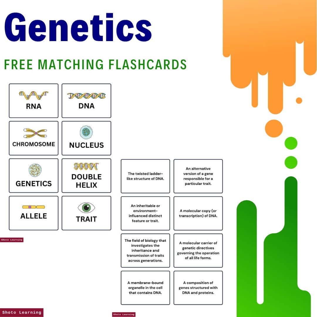Genetics Matching Worksheet Fun U0026 Easy DNA Learning Activity
