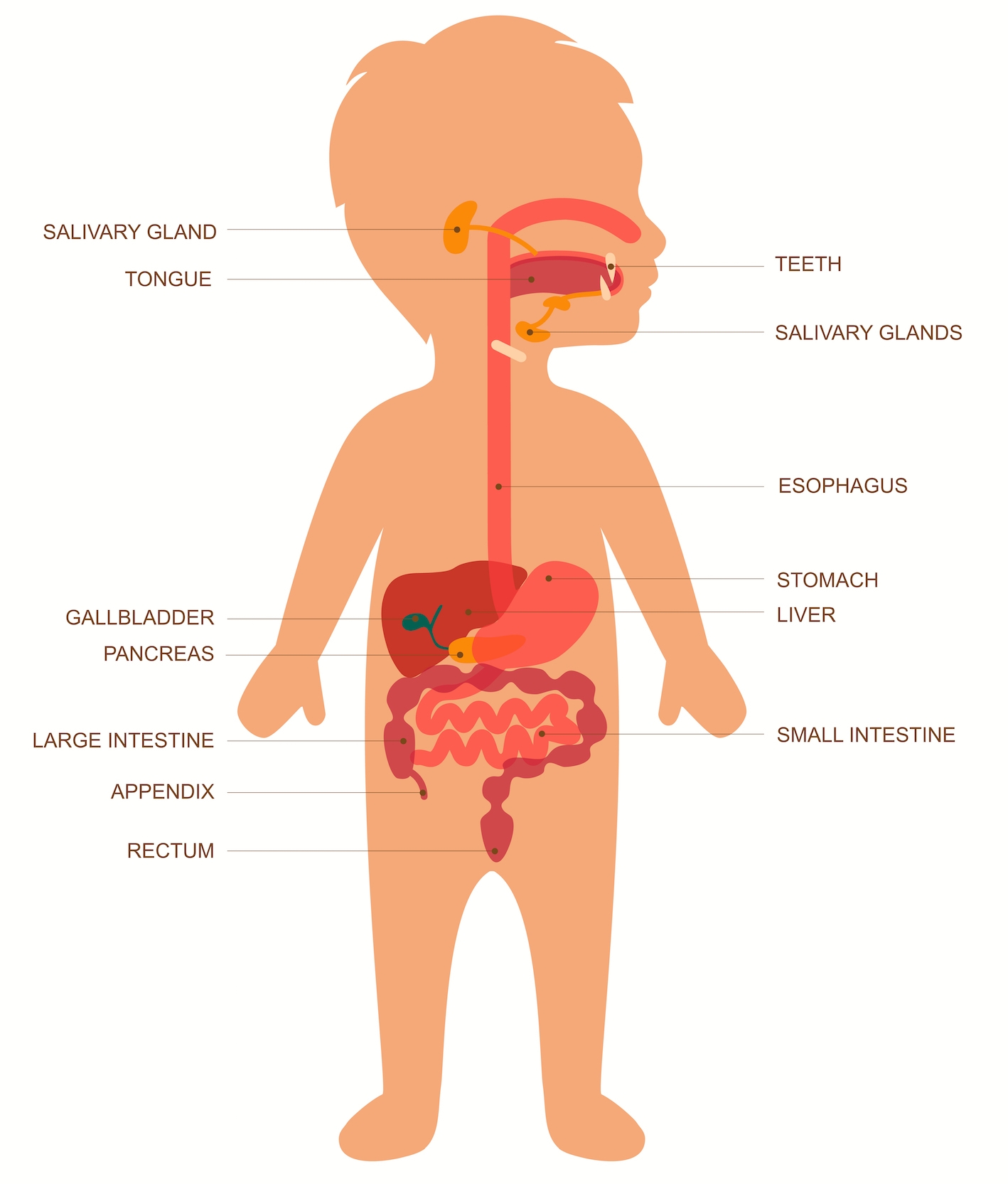 Digestive System Reading Comprehension Worksheet