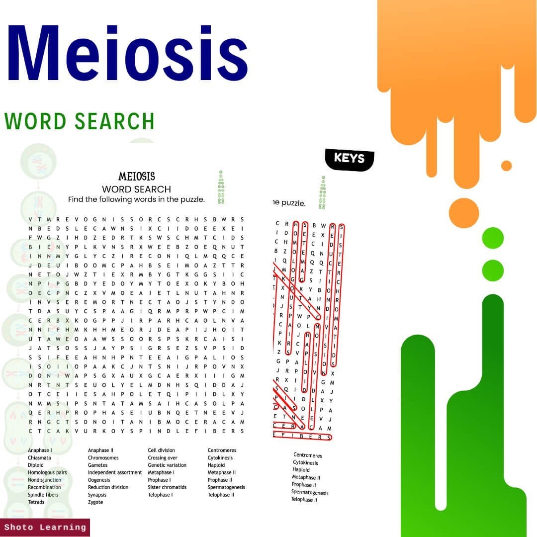 Meiosis Word Search Puzzle Fun Biology Activity With 30 Terms