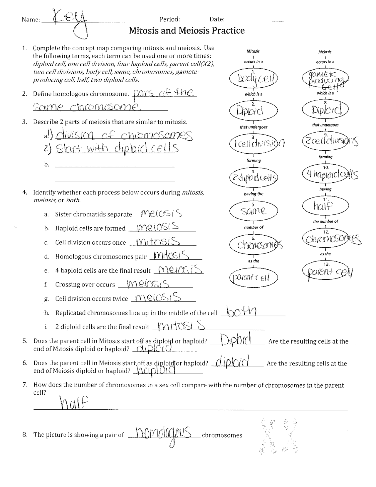 Mitosis Vs Meiosis Worksheet Answer Key Exercises Cell Biology 