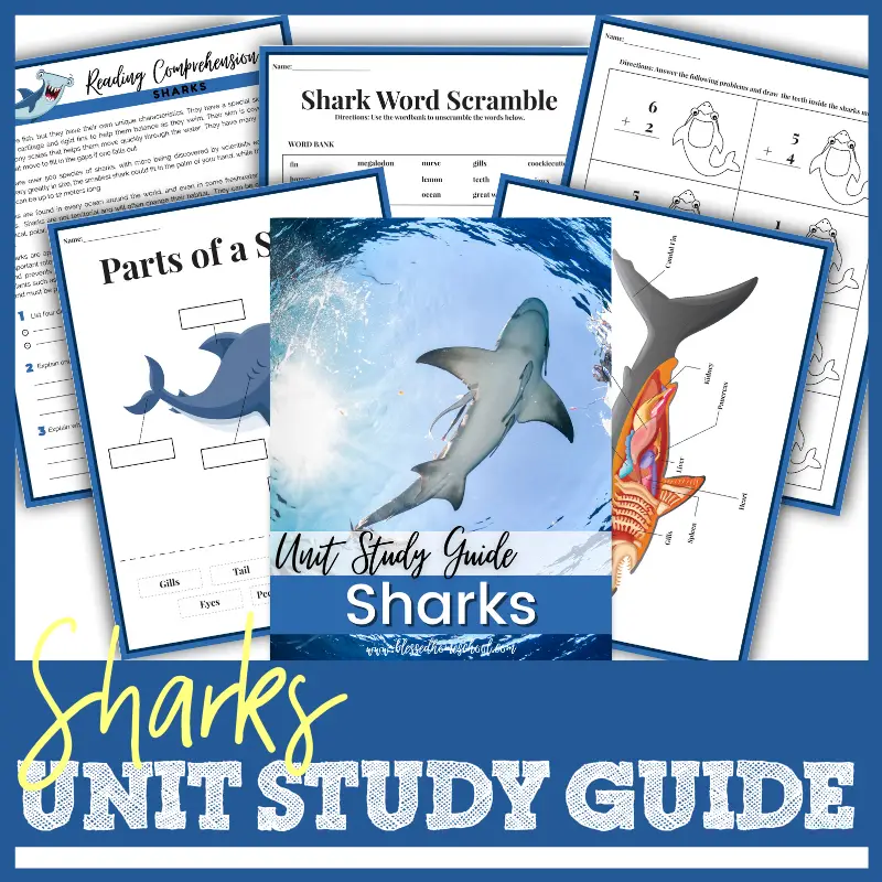Sharks Unit Study Guide Shark Lessons For Your Homeschool