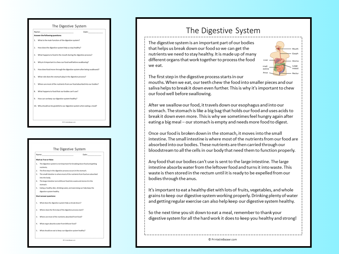 The Digestive System Reading Comprehension Passage Printable 