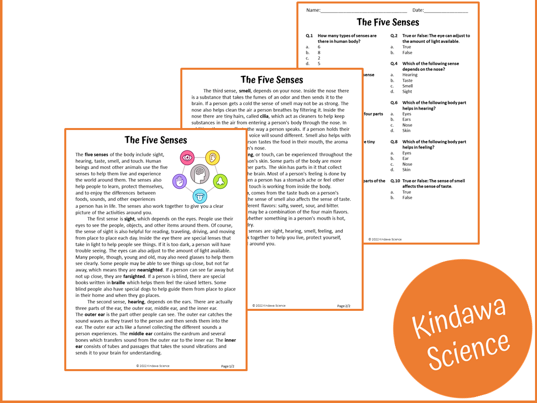 The Five Senses Reading Comprehension Passage And Questions PDF Teaching Resources